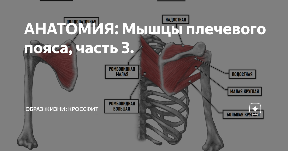 Роль ключицы в мышцах плечевого пояса