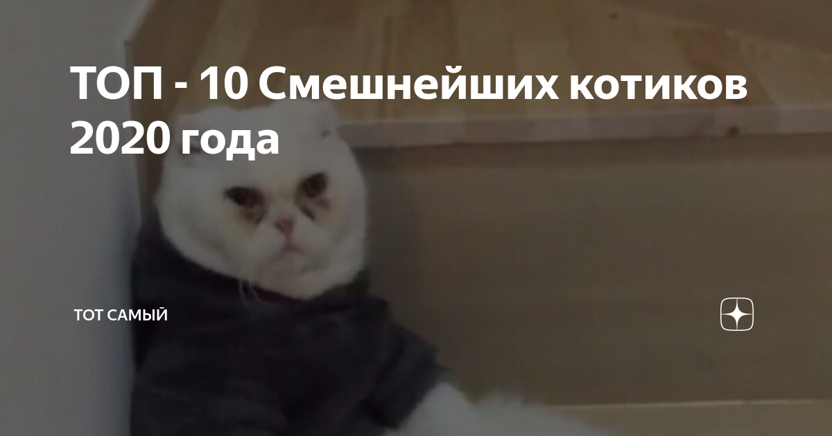 Лучший кот 2020. Лучший кот 2020. Юбилейные коты. Лучший кот 2020. Популярные коты 2020.