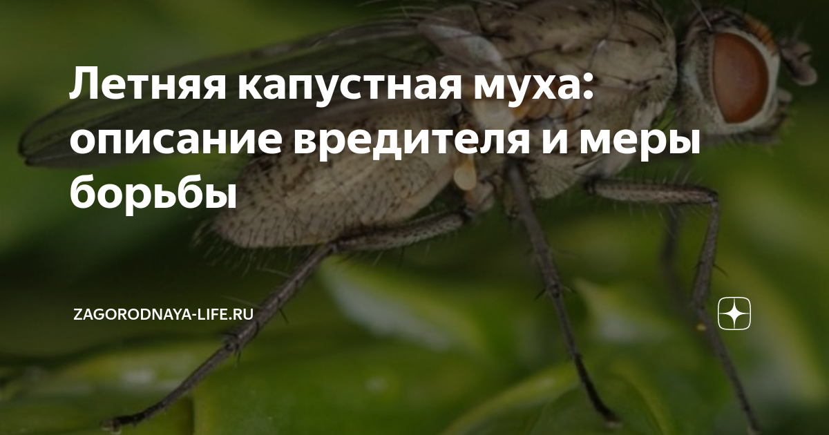 3. Использование биологических препаратов