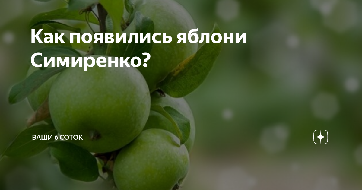 Персик симиренко. Персик память Симиренко. Как зарождается яблоня. Симиренко картины.