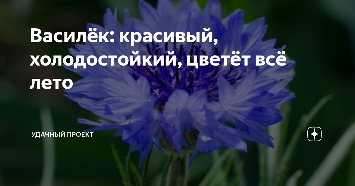 Василёк: красивый, холодостойкий, цветёт всё лето | уДачный проект | Дзен