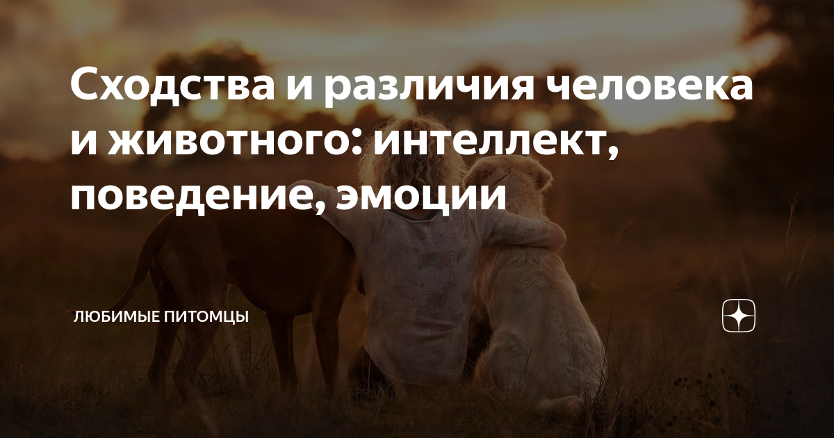 Сходства и различия человека и животного: интеллект, поведение, эмоции ...