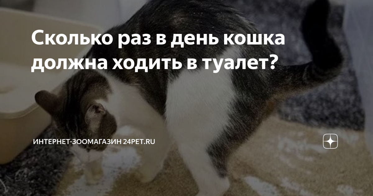 Сколько раз в день кошка должна ходить в туалет? | Интернет-зоомагазин  24PET.ru | Дзен