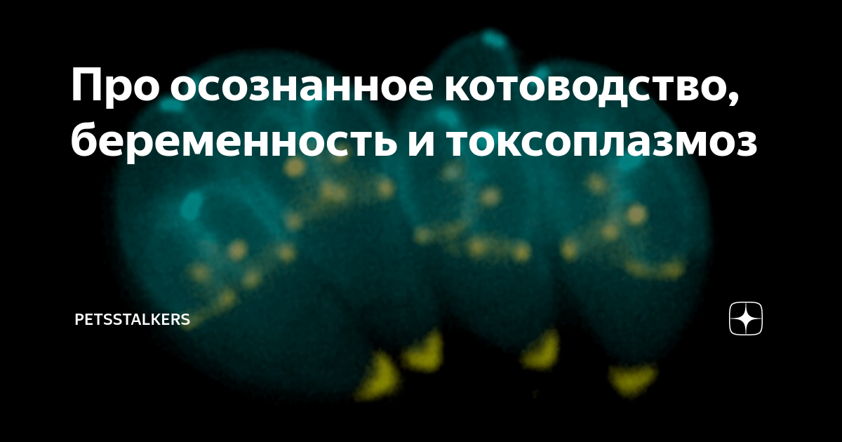 Мифы о токсоплазмозе