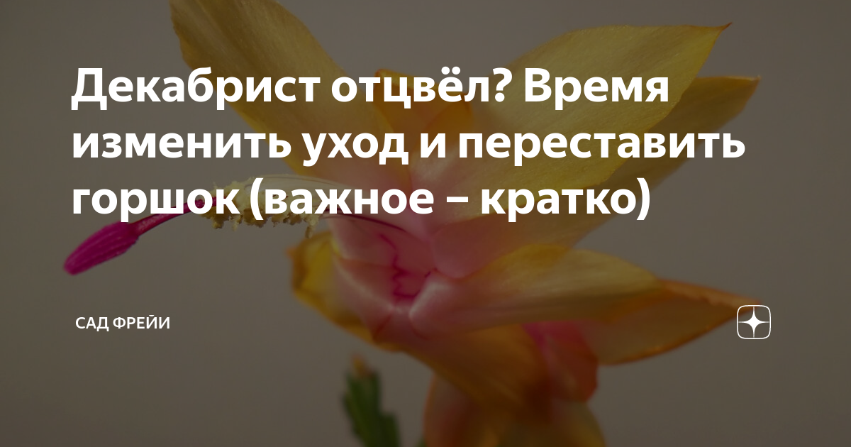 Декабрист отцвёл? Время изменить уход и переставить горшок (важное ...