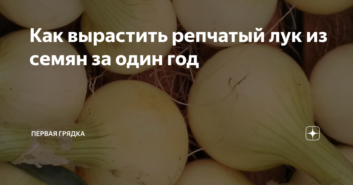 репчатый лук вырастить дома
