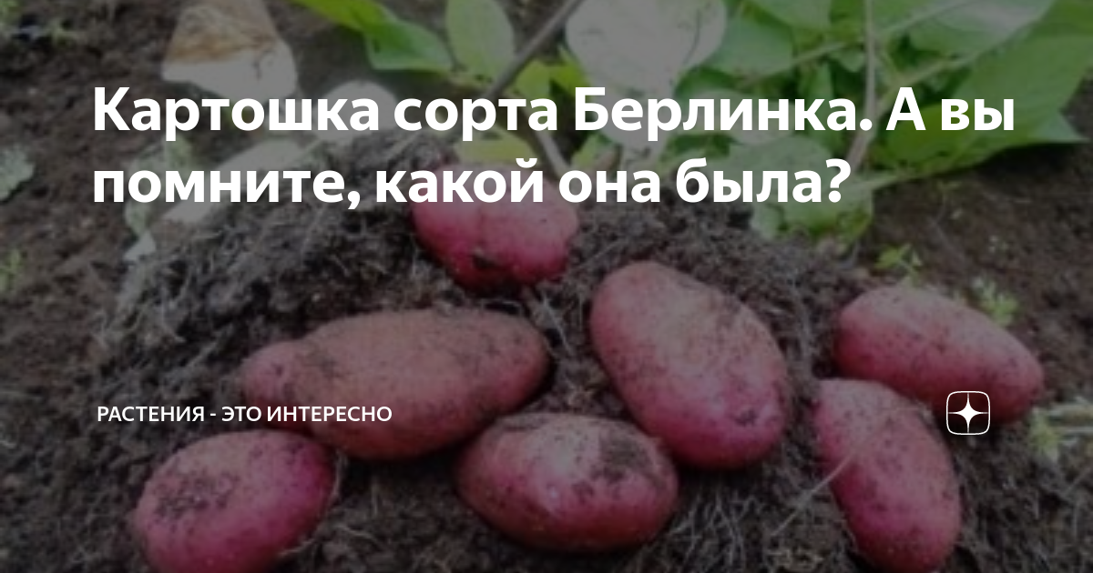 Сорт картофеля "Берлихинген"(или "Берлинка"). Сорт селекционирован в Германии. К
