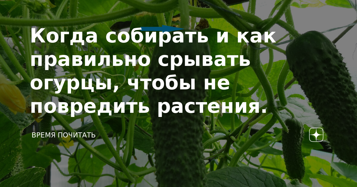 Срывать огурцы во сне. Как правильно срывать огурцы. Как понять когда срывать огурцы. Как правильно срывать огурцы с ветки.