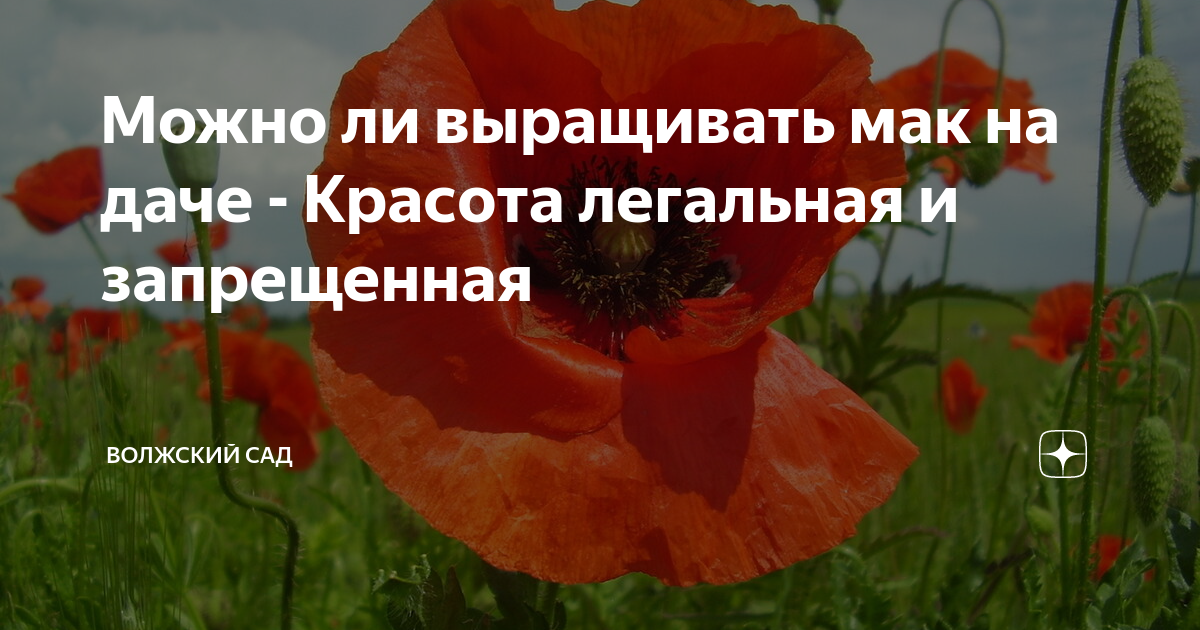 можно ли играть на мак мини