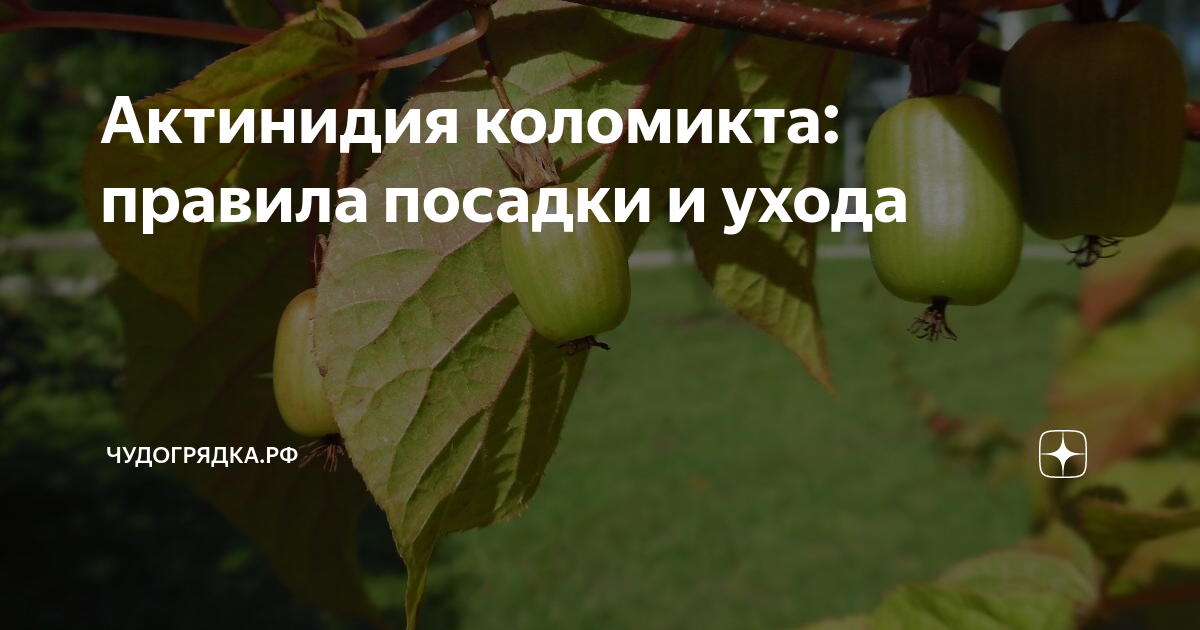 Основные аспекты полива