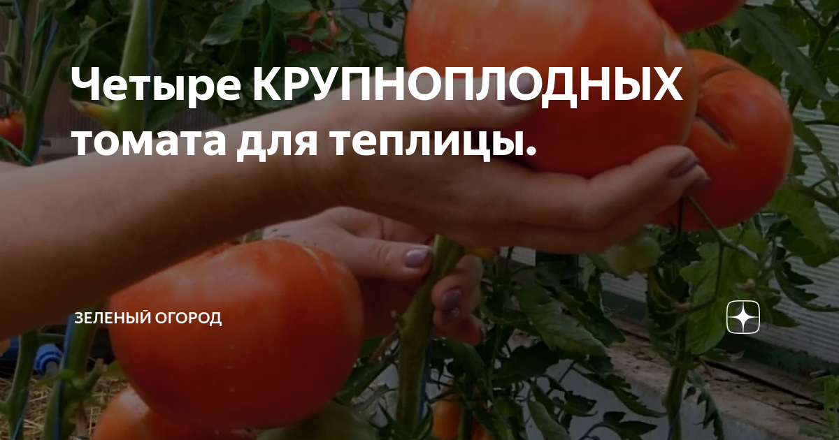 Четыре КРУПНОПЛОДНЫХ томата для теплицы. | Зеленый Огород | Дзен
