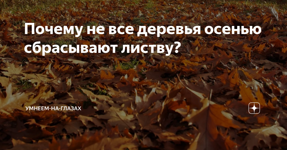 Почему деревья осенью не сбрасывают листья на зиму, причины, что делать