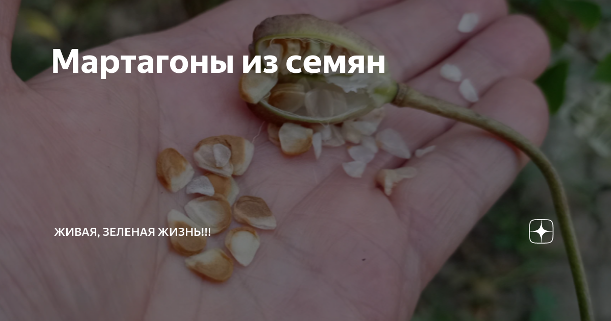 Мартагоны из семян | Живая, Зеленая Жизнь | Дзен