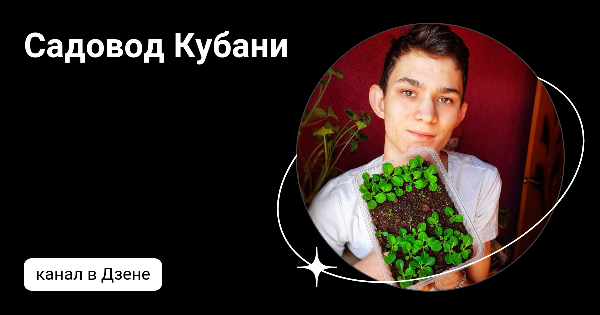 дзен кубанская