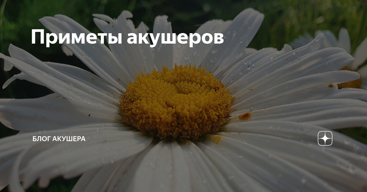 Приметы акушеров | Блог акушера | Дзен