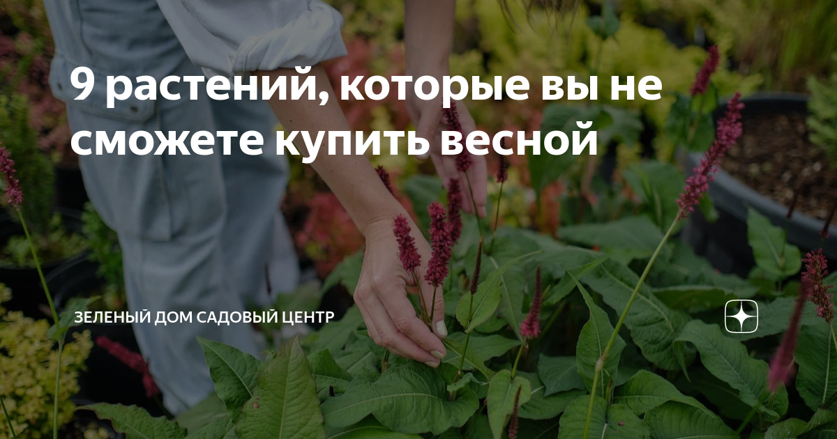 выращивать зелень дома на продажу