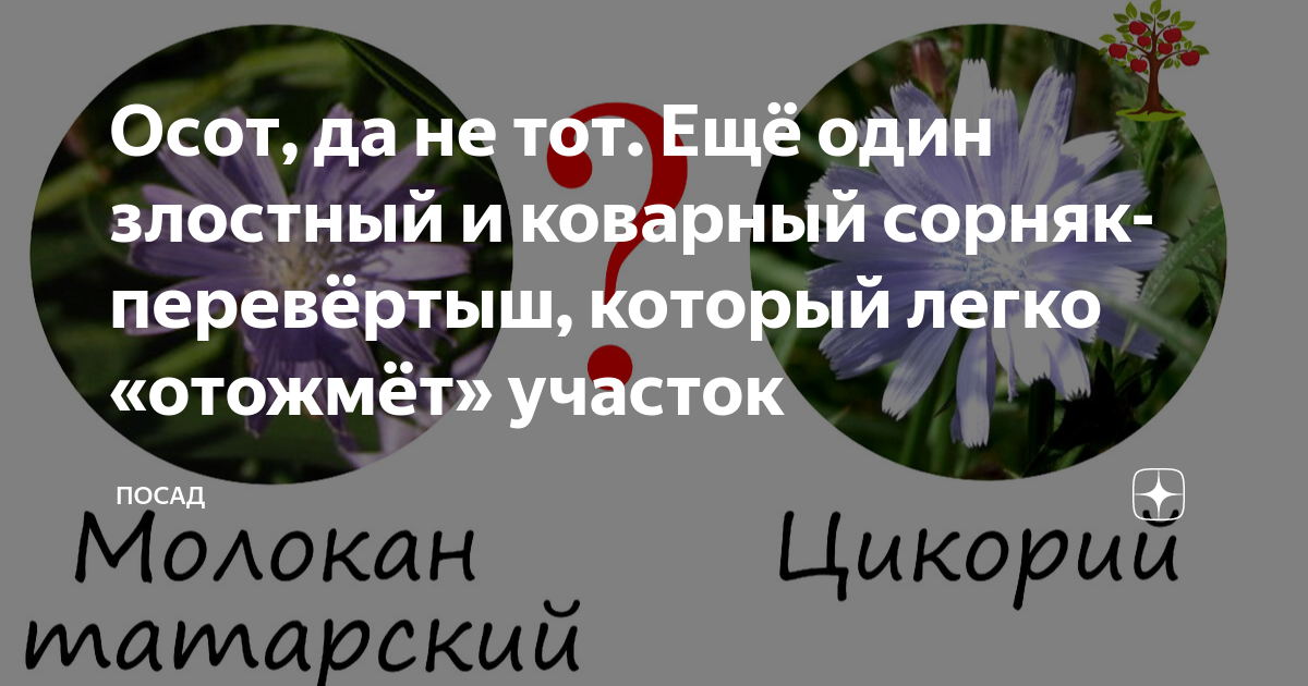 Осот, да не тот. Ещё один злостный и коварный сорняк-перевёртыш ...