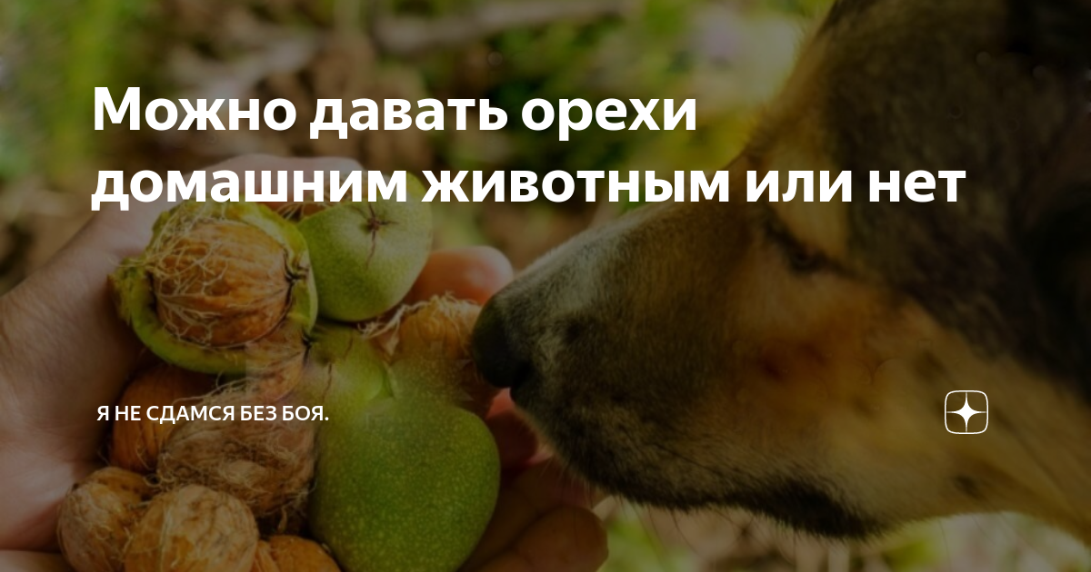 Можно ли собакам фундук