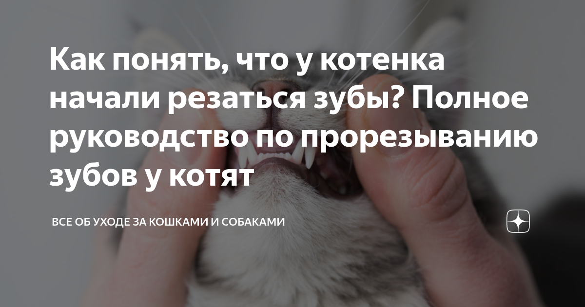 Смена зубов у котят: как и когда выпадают у котят зубы | Челябинская ветстанция