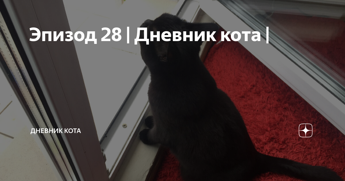 Кот насрал на диван