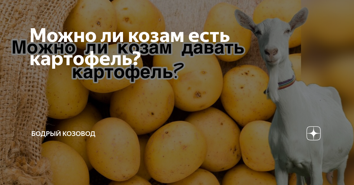 Можно ли козам есть картофель? | Бодрый Козовод | Дзен