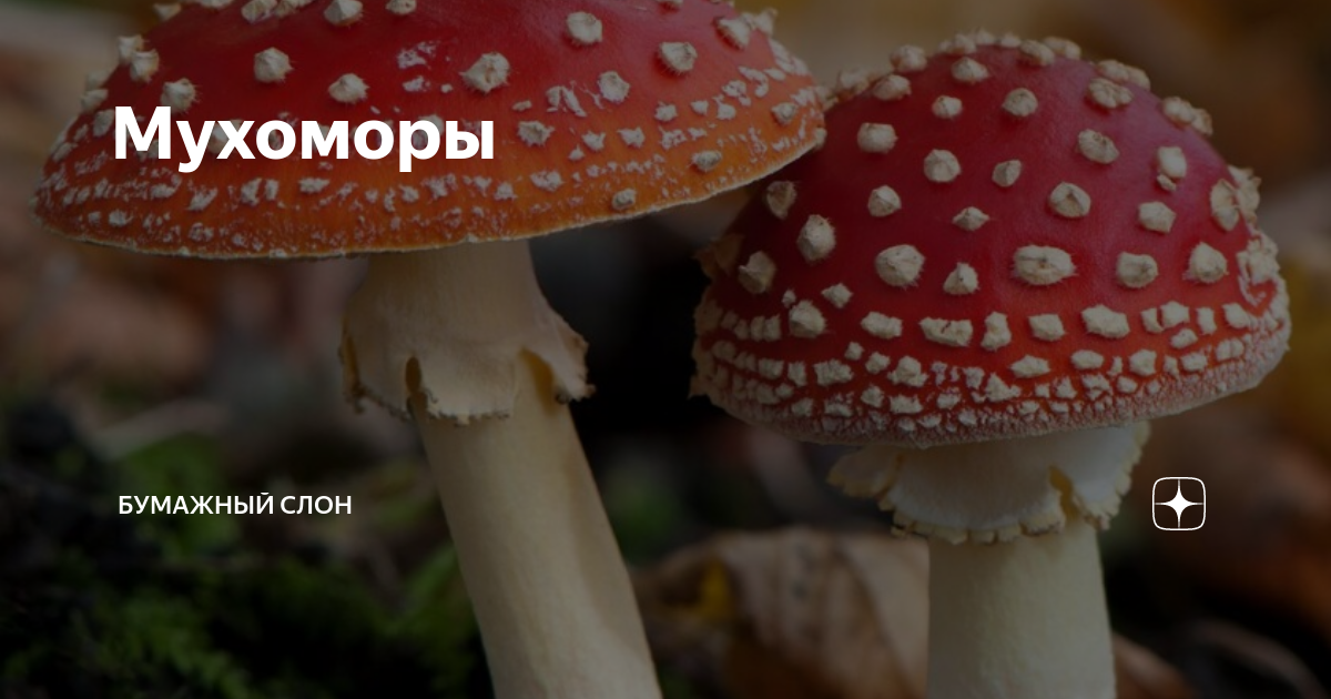 где растут мухоморы в красноярске