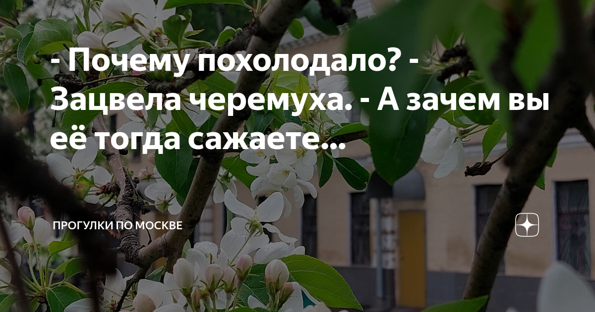 Почему холодно в мае когда цветет черемуха