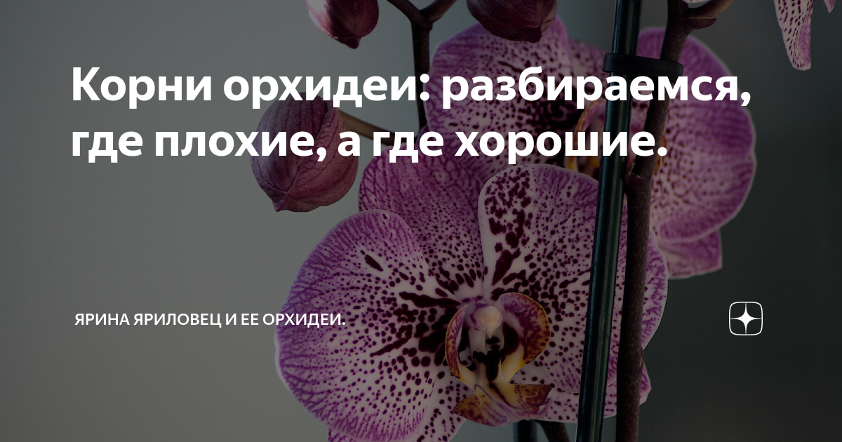 орхидея корень зла примета. орхидея корень зла примета. орхидея корень зла примета. орхидеи нельзя держать дома. орхидея корень зла примета.