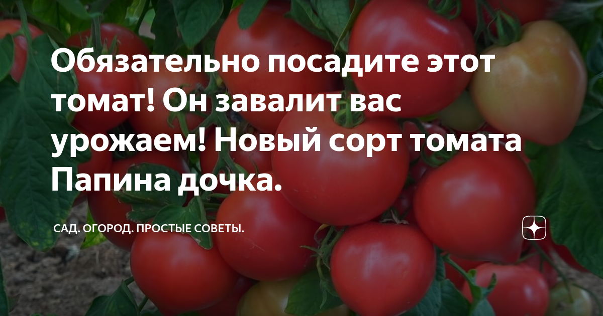 Томаты Агрофирма Партнер томаты - купить по выгодным ценам в интернет-магазине O