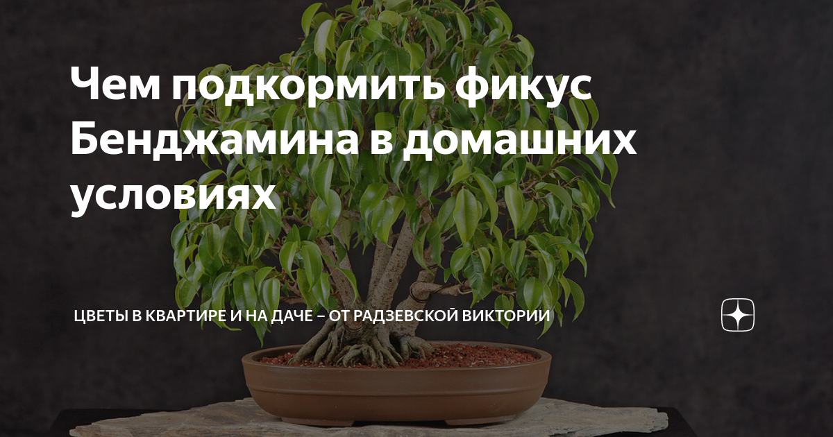 Подкормка для фикуса. Удобрение для фикуса Бенджамина. Подкормка для фикуса Бенджамина.