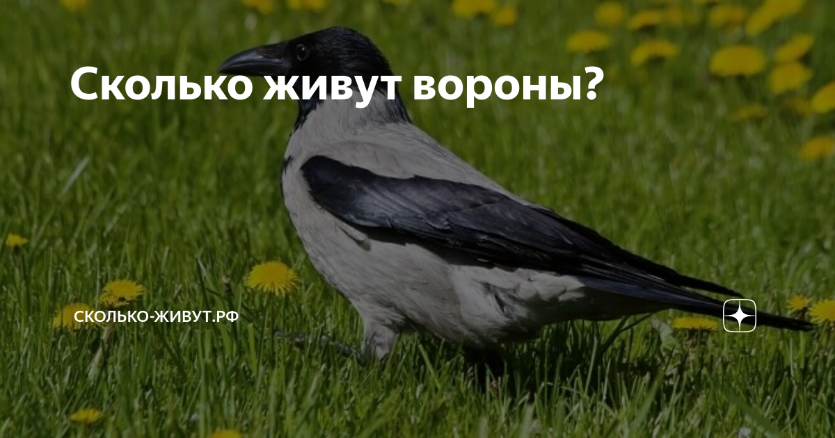 Сколько лет живут вороны. Сколько живет ворона
