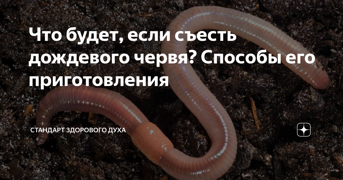 Дождевые черви описание. Особенности пищеварительной системы плоских червей. Черви способ питания. Дождевой червь описание. Кольчатых червей и их значение в эволюции беспозвоночных.