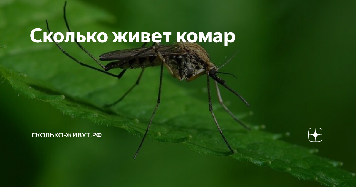 Сколько лет живут комары в природе. Сколько живут комары. Мужская особь комара. Сколько дней живут комары. Самец комара.