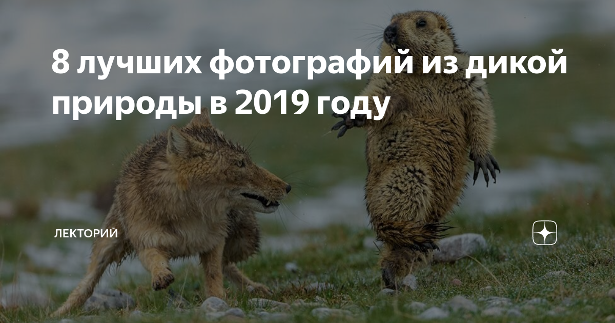 Отпуск в дикой природе 2019