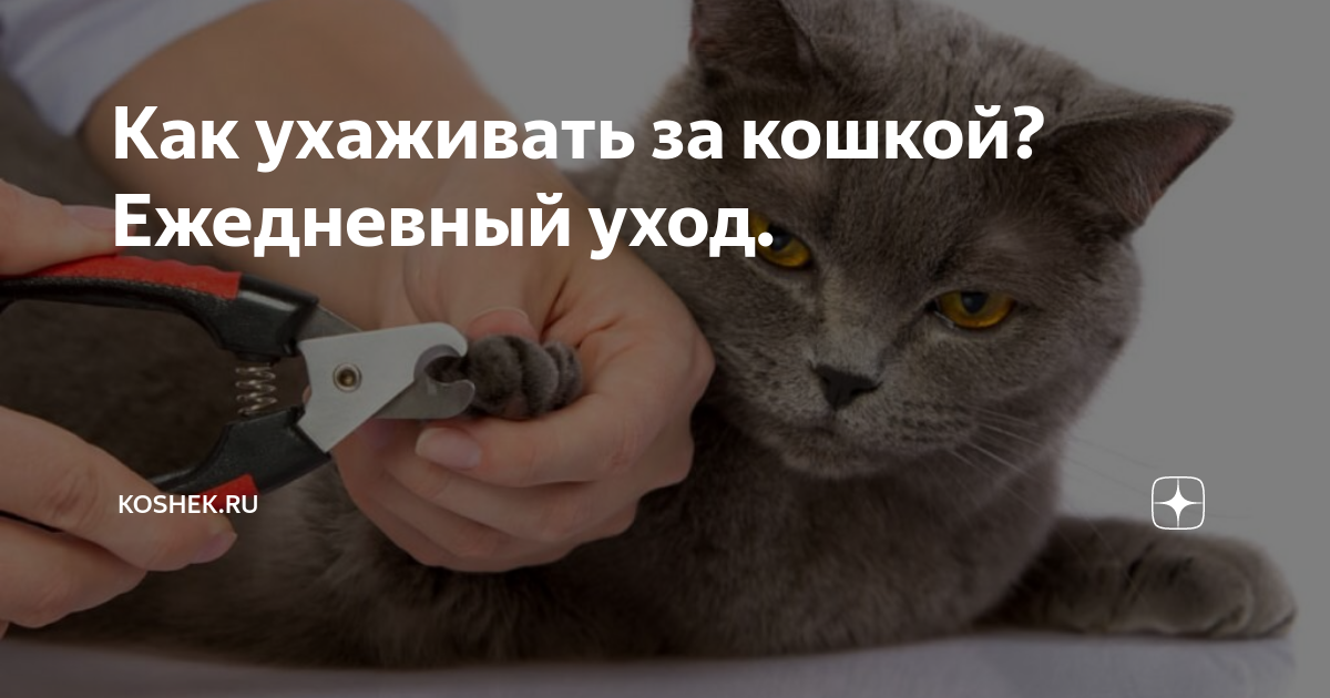 Как ухаживать за кошкой? Ежедневный уход. | Koshek.ru | Дзен