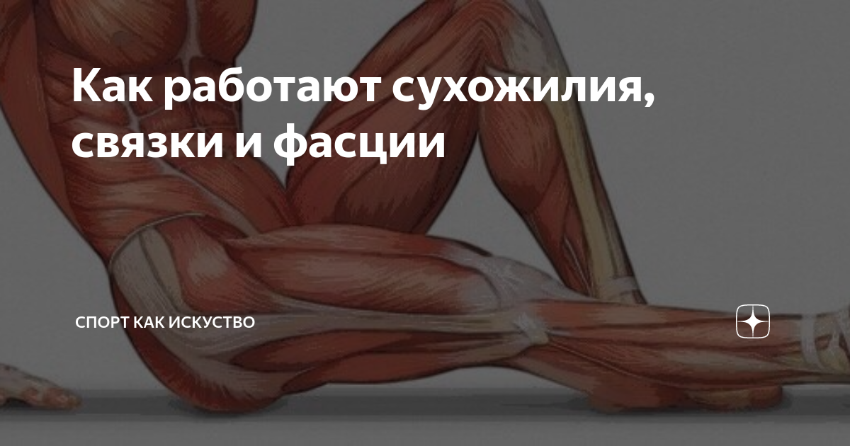 Как работают сухожилия, связки и фасции | Спортивная наука | Дзен