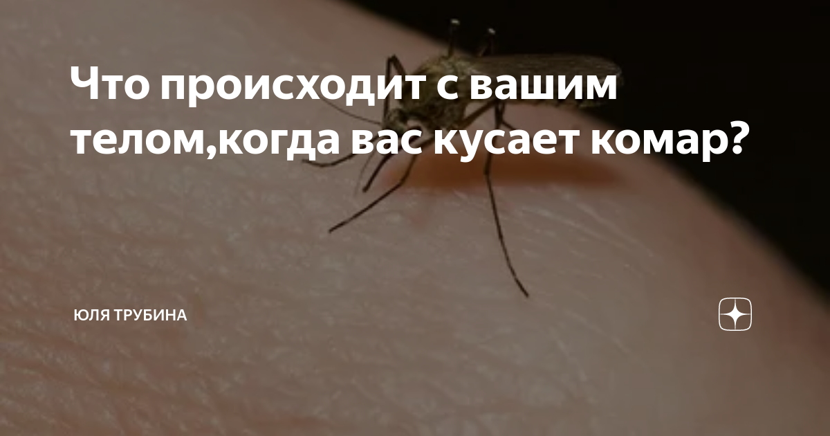 Влияние поведения насекомых на трактовку сна