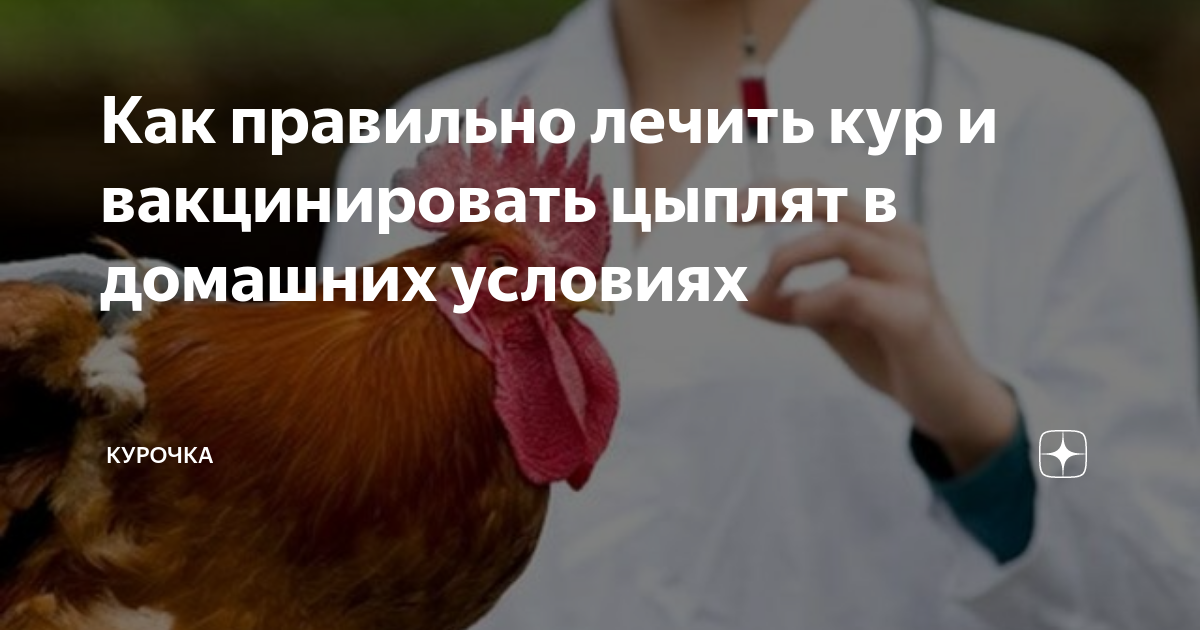 цифровой цыплячий вакцинировать. цифровой цыплячий вакцинировать. цифровой цыплячий вакцинировать. болезнь ньюкасла птиц вакцины. цифровой цыплячий вакцинировать.