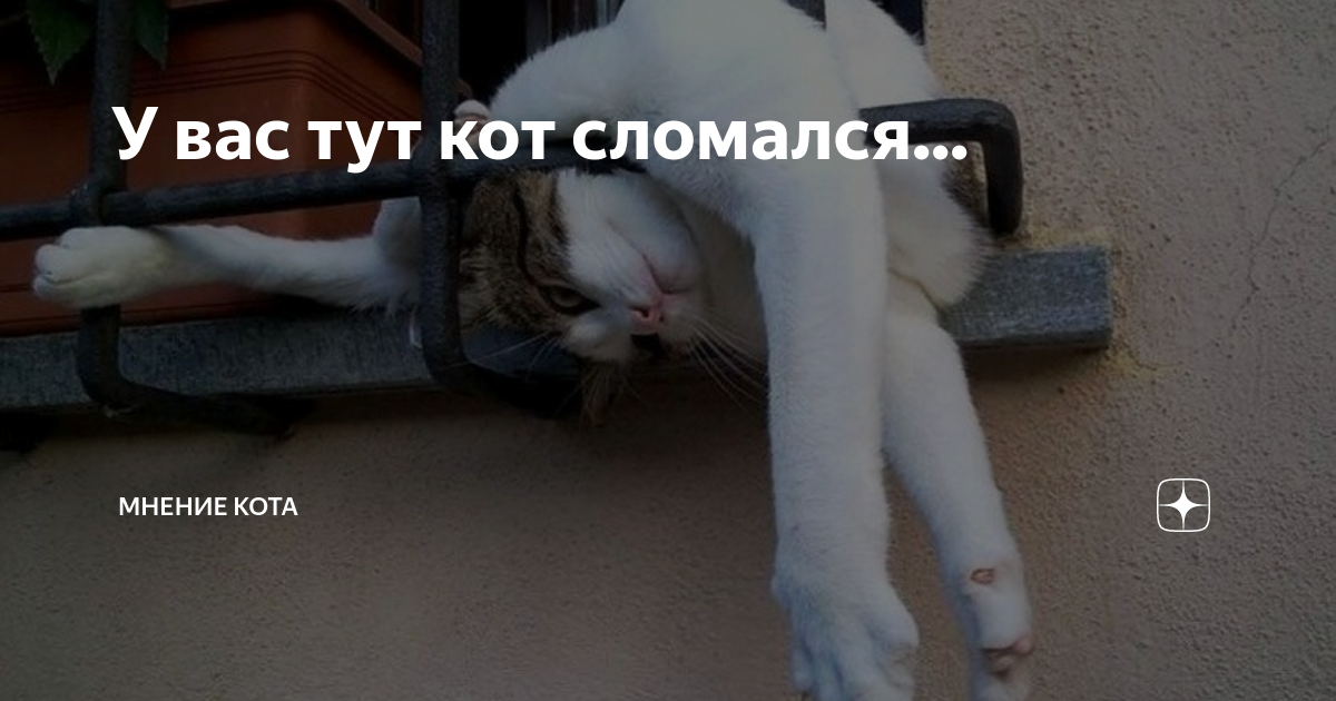 Тут кота. Сломанный кот. Кот сломался Мем. Кот лопнул. У вас кот сломался несите нового.