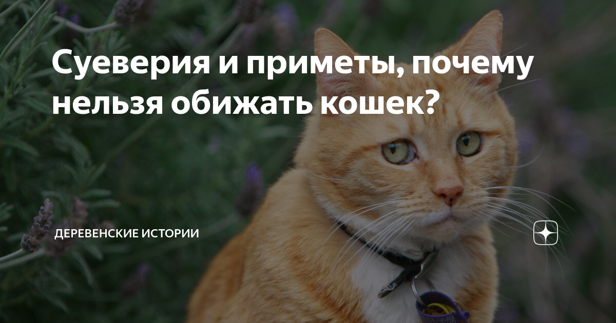 Почему нельзя обижать кошек. Почему нельзя обижать кошек приметы и суеверия. Нельзя обижать кошек приметы. Почему нельзя обижать животных. Почему нельзя котов обижать.