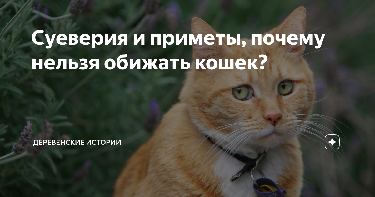 Кота обижать нельзя. Кошек нельзя обижать. Нельзя обижать животных. Нельзя обижать кошек приметы. Почему нельзя обижать животных.