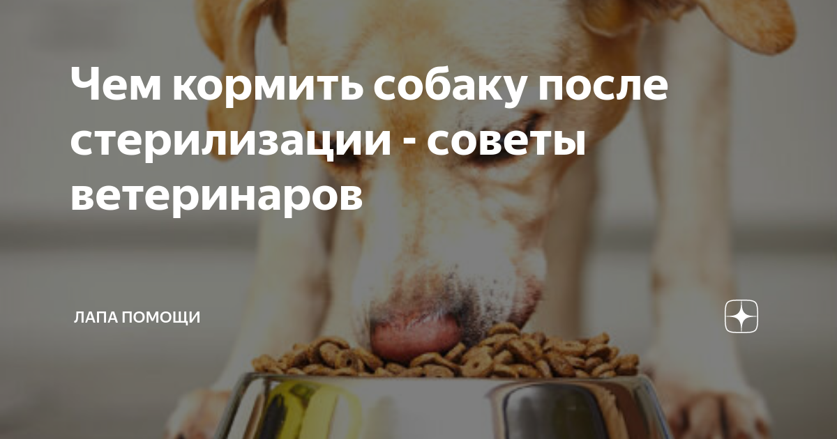 стерилизация кормящей собаки. памятки для владельцев кошек. чем кормить щенка после стерилизации. стерилизация кормящей собаки. стерилизация кормящей собаки.