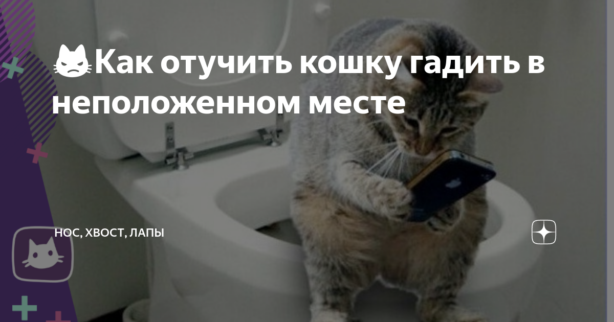 Как отучить котенка где попало. Отучить кошку гадить в неположенном. Как отучить кота гадить в неположенном месте. Как отучить котёнка гадить в неположенном месте. Как отучить котёнка гадить