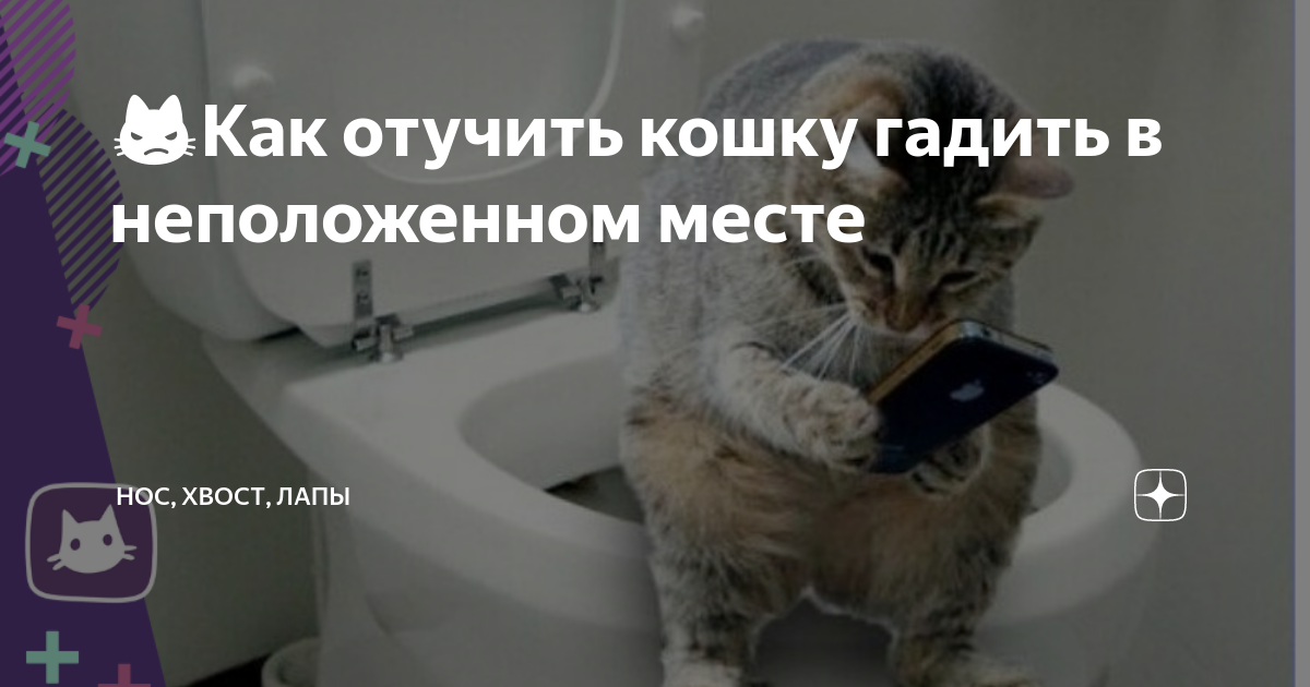 Как отучить котенка где попало