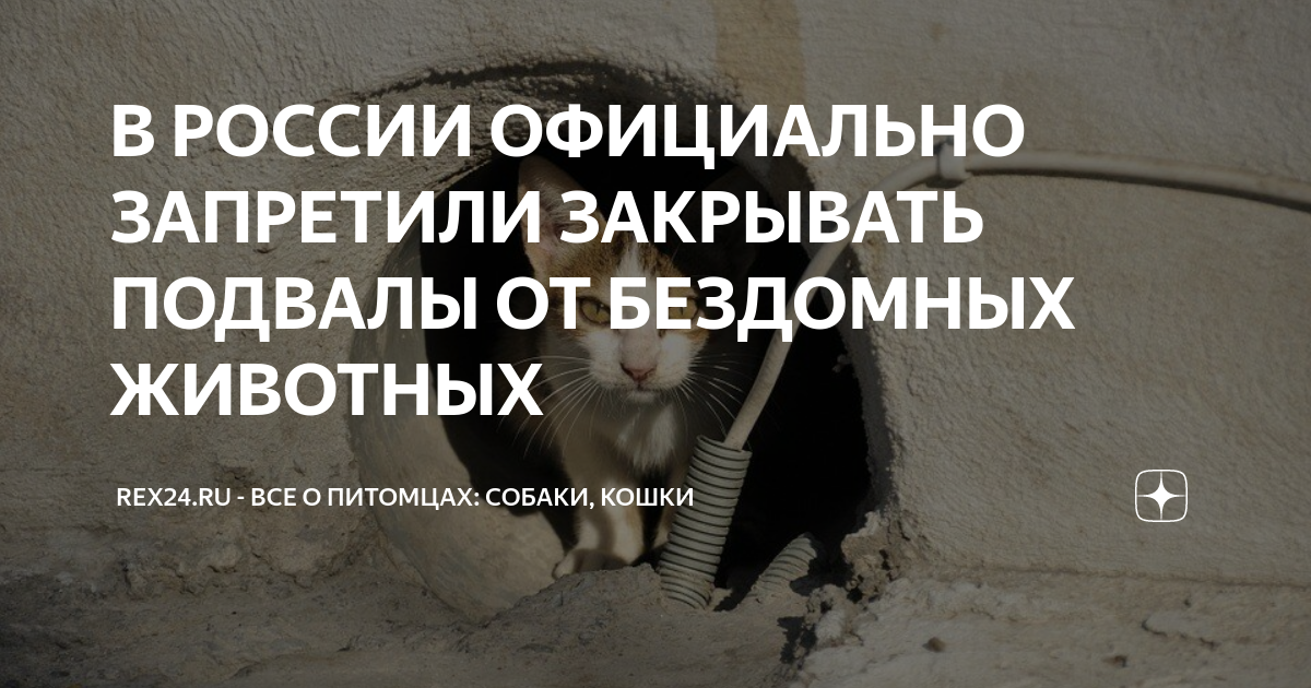 Невозможно закрыть. Закон о продухах в подвале для кошек. Закон о кошках в подвалах. Закон о запрете закрытия подвалов. Постановление о кошках в подвалах.