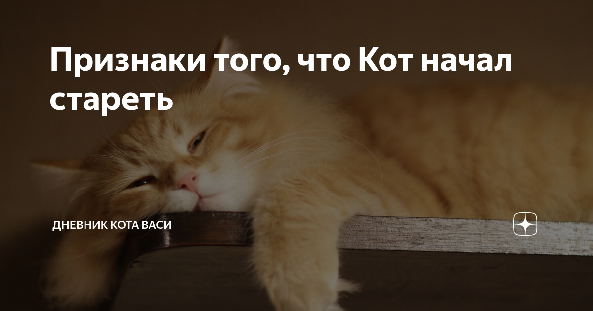 Начни кота. Признаки того что вы кот. Признаки того что кот стареет. Совет для начинающих начните кот. Когда кот начинает стареть.