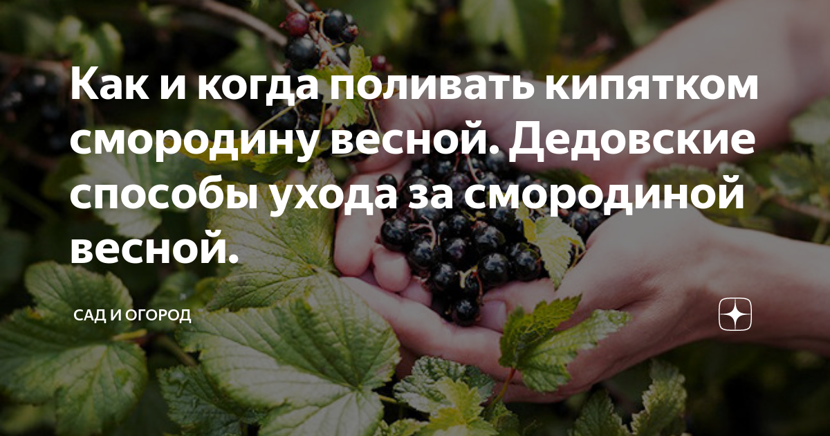 Когда ошпаривать кипятком смородину весной. Кипяток смородина. Поливка смородины кипятком весной. Если растение полить кипятком. Когда и как обработать смородину кипятком весной температура.