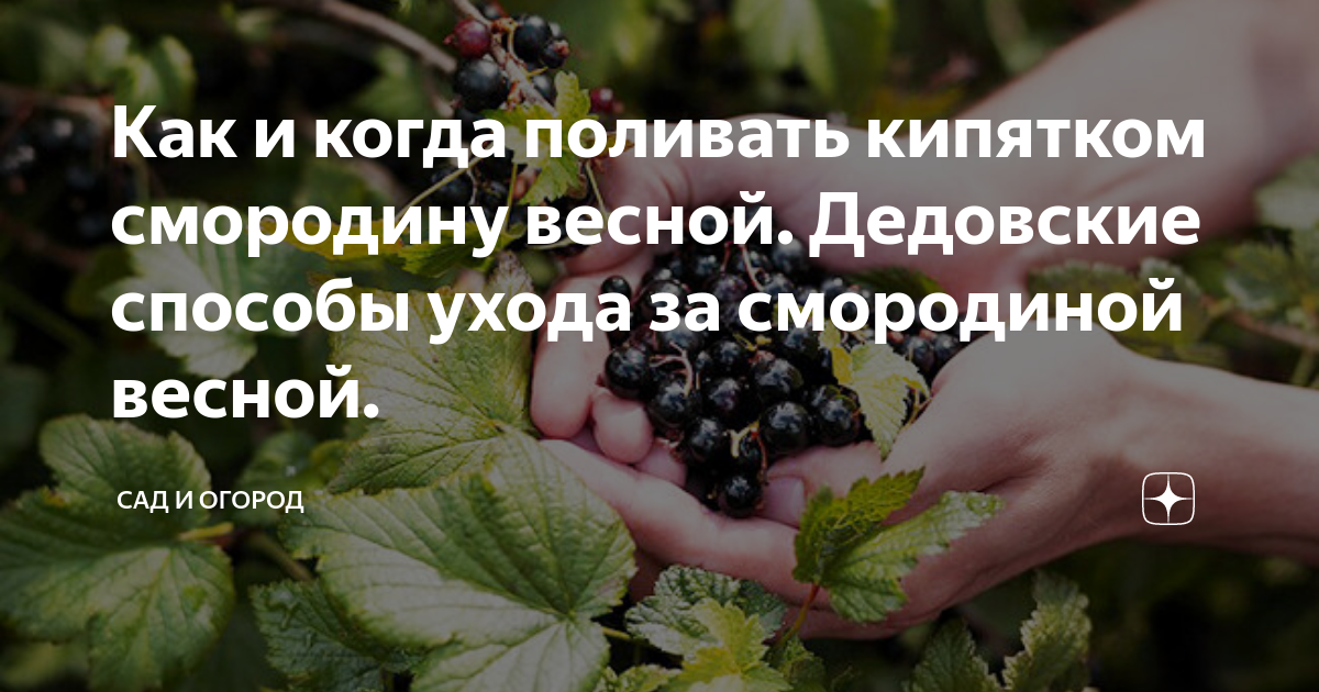 Как часто надо поливать смородину. Кипяток смородина. Сколько надо поливать смородину. Чем полить смородину весной для хорошего урожая. Если цветок полить кипятком.