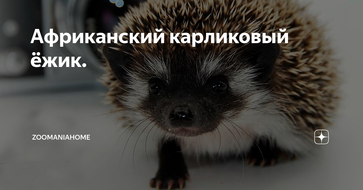 Еж планета