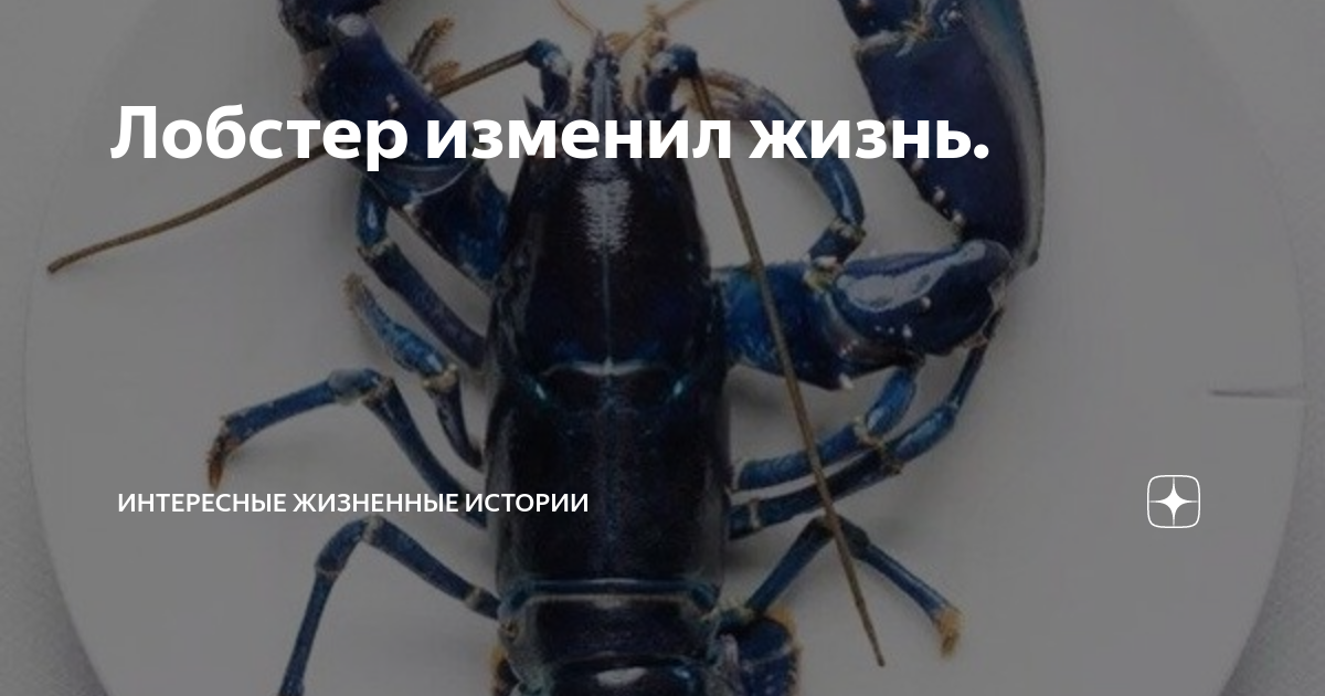 Первые шаги блогера в уходе за лобстером